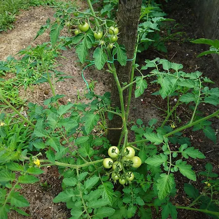 度假居 Maison Entre Plages Et Forets *