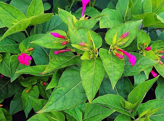 Vakantiehuis Maison Entre Plages Et Forets