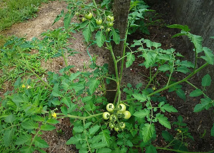 Vakantiehuis Maison Entre Plages Et Forets *